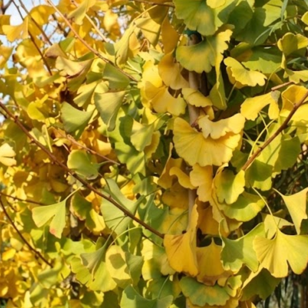 Princeton Sentry Ginkgo