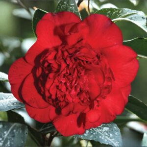 Professor Sargent Camellia