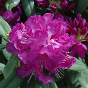 Purple Passion Rhododendron