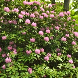 Roseum Pink Rhododendron