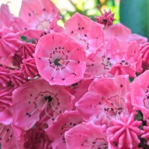 Sarah Mountain Laurel