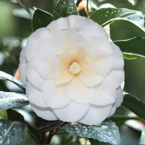 Sea Foam Camellia