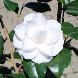Sea Foam Camellia