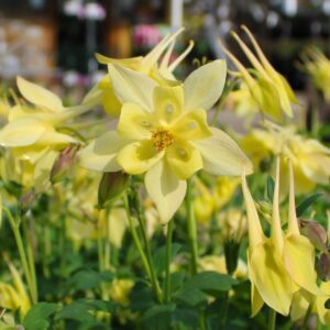 Spring Magic Yellow Columbine