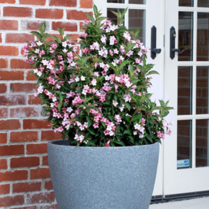 Towers Of Flowers Apple Blossom Weigela