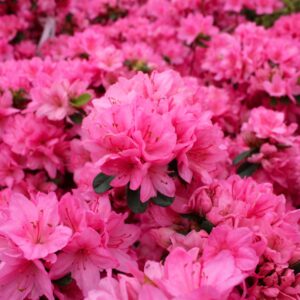Tradition Azalea
