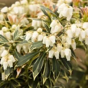Variegated Pieris