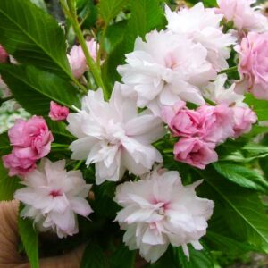 Weeping Extraordinaire Flowering Cherry