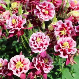 Winky Double Red & White Columbine