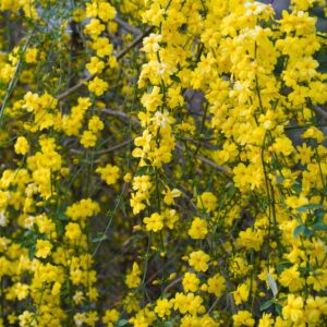 Winter Jasmine