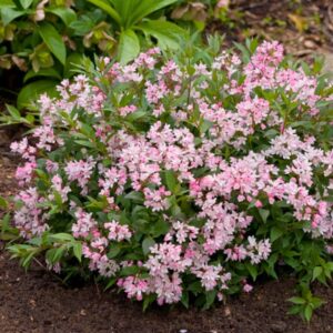 Yuki Cherry Blossom Deutzia