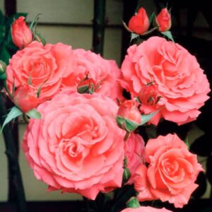 America Climbing Rose