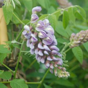 Amethyst Falls Wisteria
