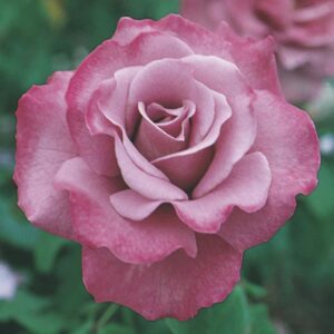 Angel Face Floribunda Rose