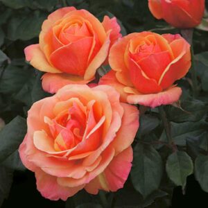 Anna's Promise Grandiflora Rose
