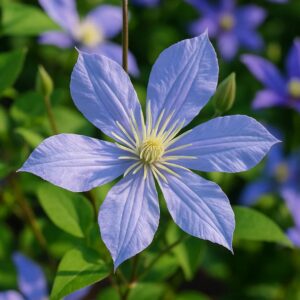 Arabella Clematis