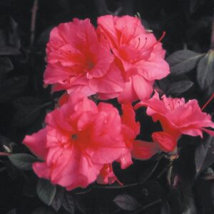 Autumn Rouge Encore Azalea