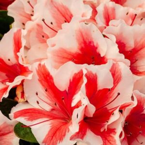 Autumn Starburst Encore Azalea