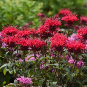 Bee Mine Red Bee Balm