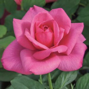 Big Momma Hybrid Tea Rose