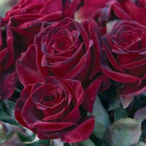 Black Baccara Hybrid Tea Rose