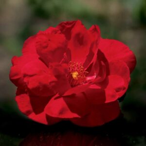 Blaze Improved Climbing Rose