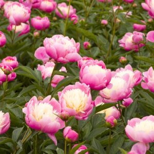 Bowl Of Beauty Peony