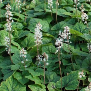 Brandywine Foam Flower