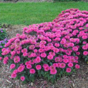 Bubblegum Blast Bee Balm