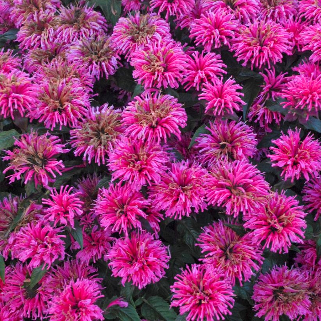 Bubblegum Blast Bee Balm flower cluster