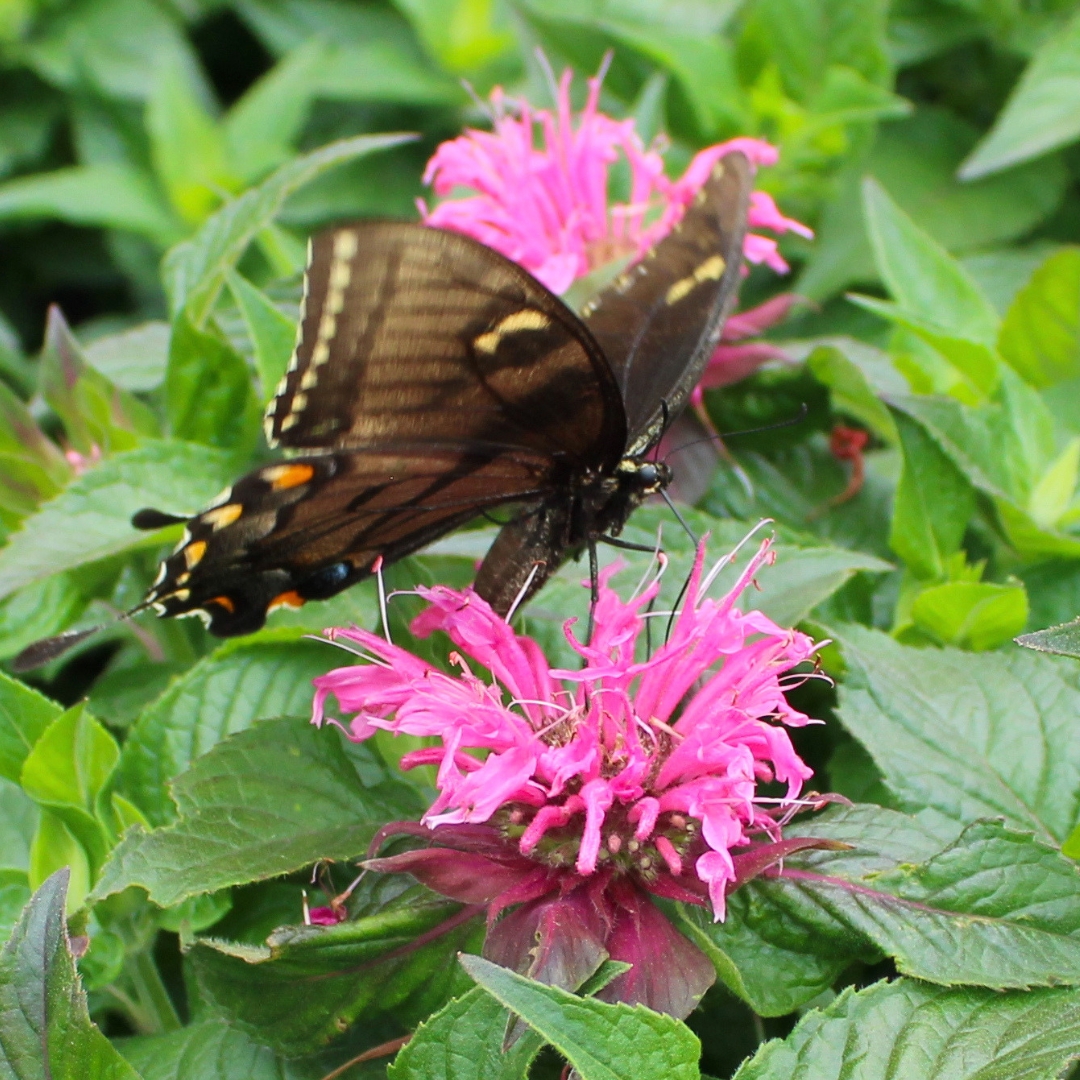 Bubblegum Blast Bee Balm with a butterfly