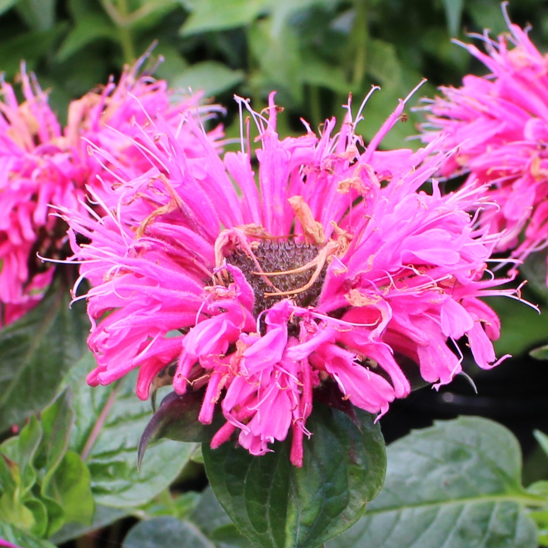 Bubblegum Blast Bee Balm cluster of flowers
