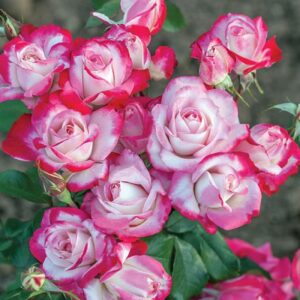 Candy Cane Cocktail Floribunda Rose