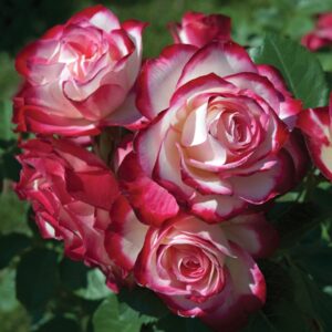 Cherry Parfait Grandiflora Rose