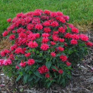 Cherry Pops Bee Balm