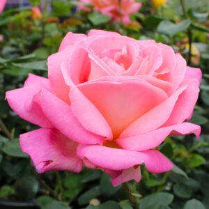 Chicago Peace Hybrid Tea Rose