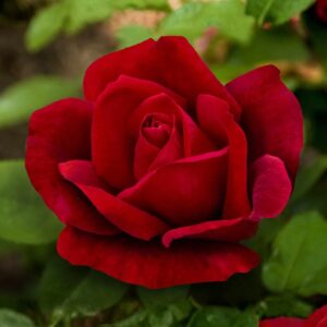 Chrysler Imperial Hybrid Tea Rose
