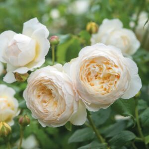 Claire Austin Climbing David Austin Rose