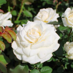 Cloud 10 Climbing Rose