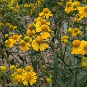 Common Sneezeweed