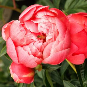 Coral Charm Peony
