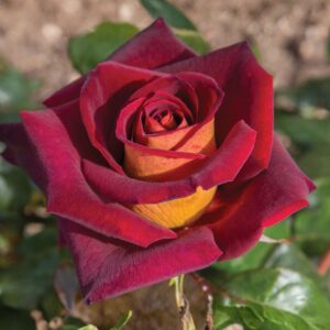 Dark Knight Hybrid Tea Rose