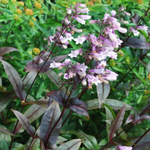 Dark Towers Beardtongue