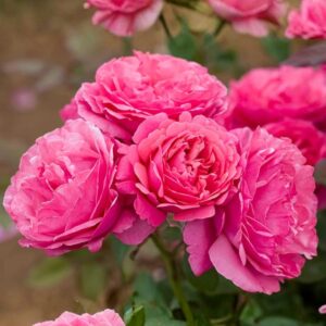 Dee-Lish Hybrid Tea Rose