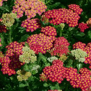 Desert Eve Deep Red Yarrow