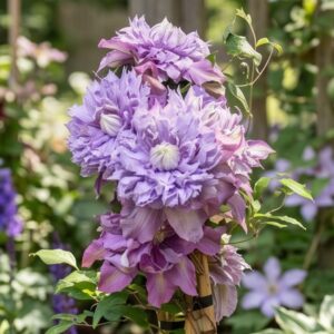 Diamantina Regal Clematis