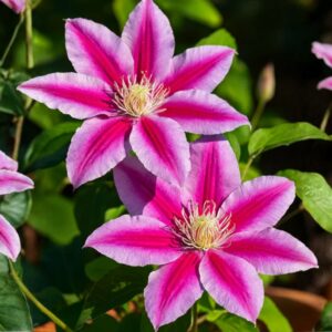 Dr. Ruppel Clematis
