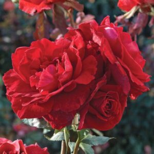 Don Juan Climbing Rose