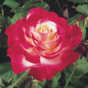 Double Delight Hybrid Tea Rose