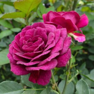 Ebb Tide Floribunda Rose